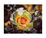 Набор для творчества Картина мозаикой Чайная роза 15х20 см KM0930